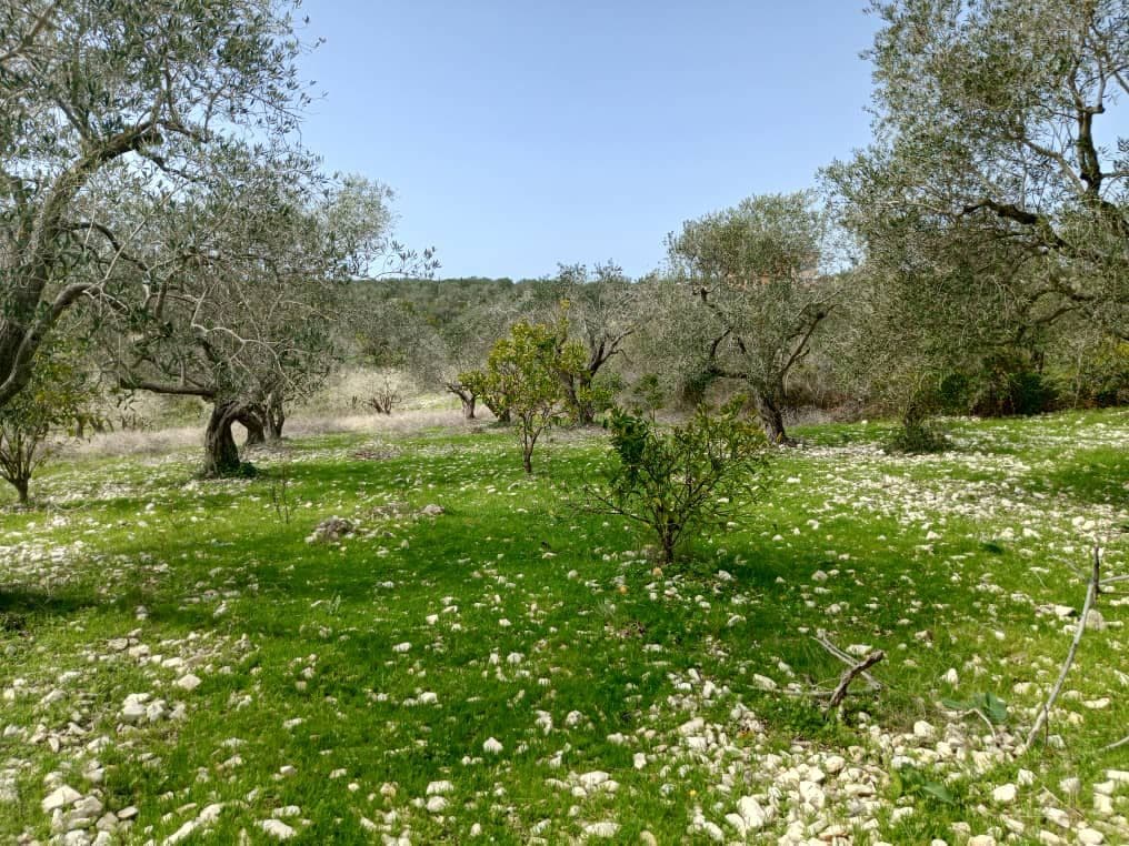 أرض 11000م² للبيع