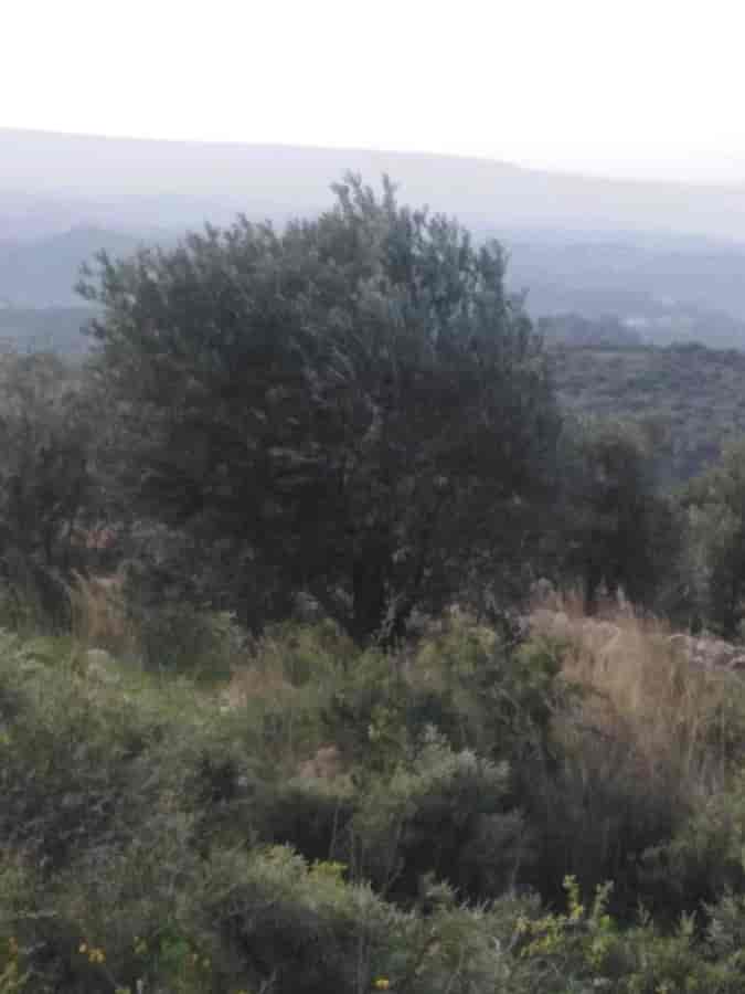 مزرعة 3000م² للبيع