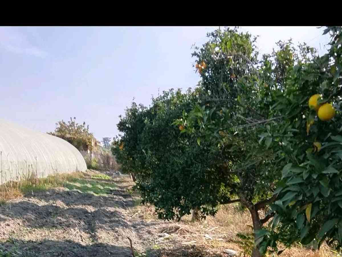مزرعة 6341م² للبيع